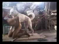 Gay beast got pounded from behind